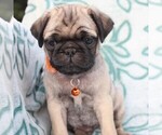 Small Photo #1 Pug Puppy For Sale in CHARLOTT HALL, MD, USA