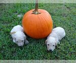 Small Photo #14 Goldendoodle Puppy For Sale in ZEBULON, NC, USA