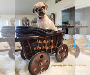 Pug Puppy for sale in SPRING HILL, FL, USA