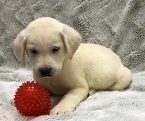 Labrador Retriever Puppy for sale in DICKSON, TN, USA
