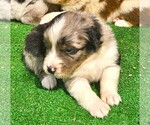 Small #4 Australian Shepherd