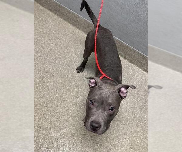Medium Photo #1 American Pit Bull Terrier-Unknown Mix Puppy For Sale in Las Vegas, NV, USA