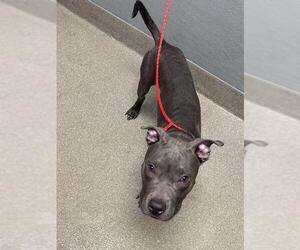 American Pit Bull Terrier-Unknown Mix Dogs for adoption in Las Vegas, NV, USA