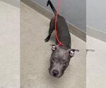 Small American Pit Bull Terrier Mix