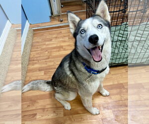 Siberian Husky Dogs for adoption in Cedar Crest, NM, USA
