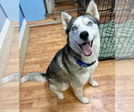 Skye - Female Siberian Husky Dog for Adoption - Small photo