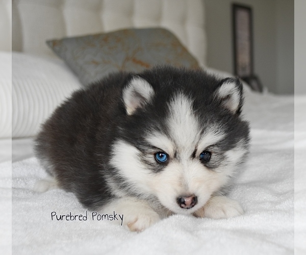 Medium Photo #3 Pomsky Puppy For Sale in KANSAS CITY, MO, USA