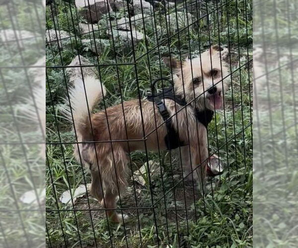 Medium Photo #3 Mutt Puppy For Sale in Lebanon, PA, USA