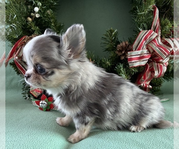 Medium Photo #4 Chihuahua Puppy For Sale in NEWVILLE, PA, USA