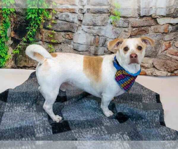 Medium Photo #4 Beagle-Unknown Mix Puppy For Sale in Kennesaw, GA, USA