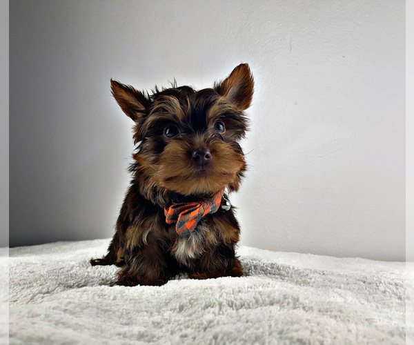 Medium Photo #8 Yorkshire Terrier Puppy For Sale in LOCUST GROVE, GA, USA