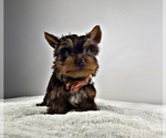 Small Photo #8 Yorkshire Terrier Puppy For Sale in LOCUST GROVE, GA, USA