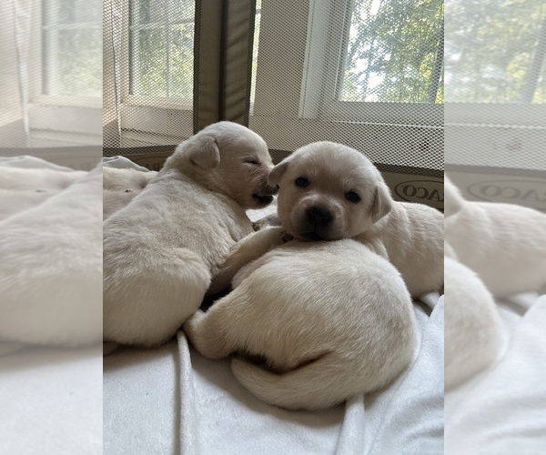 Medium Photo #14 Labrador Retriever Puppy For Sale in LOUISBURG, NC, USA