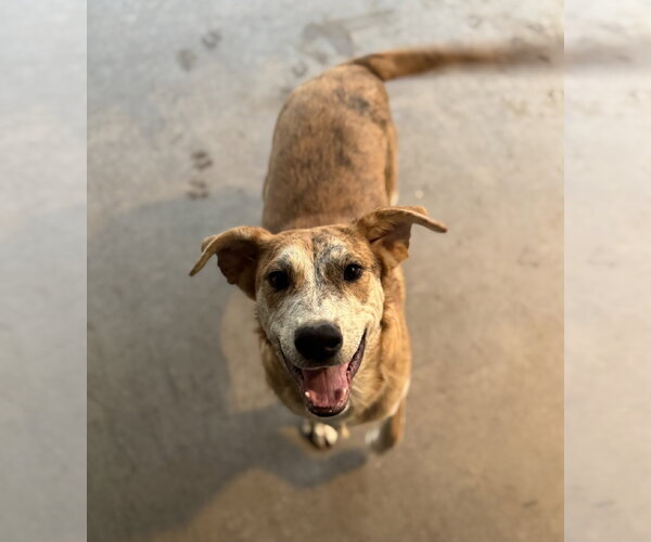 Medium Photo #2 Catahoula Leopard Dog-Unknown Mix Puppy For Sale in Phoenix, AZ, USA