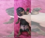 Small Photo #246 Yorkshire Terrier Puppy For Sale in AKRON, OH, USA