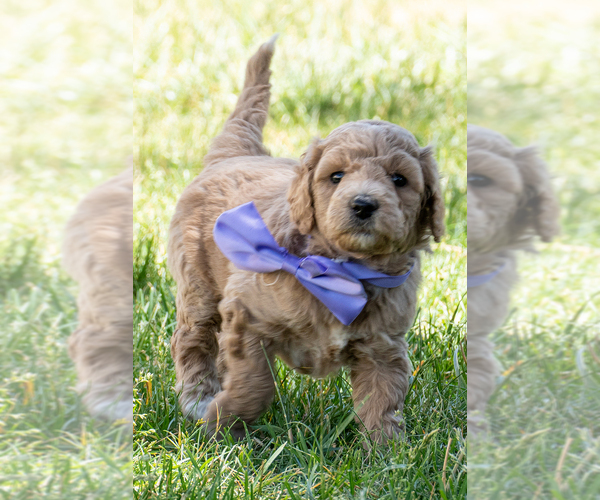 Medium Photo #2 Goldendoodle (Miniature) Puppy For Sale in ROY, UT, USA