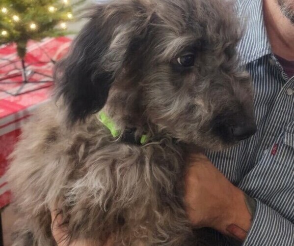 Medium Photo #4 Goldendoodle Puppy For Sale in WACO, TX, USA