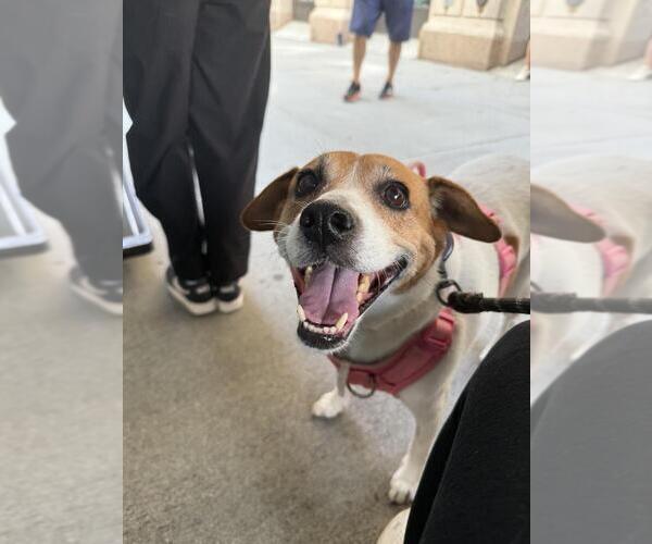 Medium Photo #4 Labbe Puppy For Sale in Elmsford, NY, USA