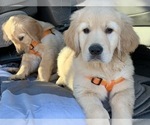 Small Photo #38 Golden Retriever Puppy For Sale in MERCED, CA, USA