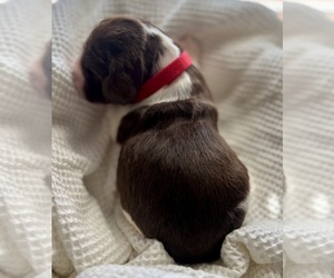 English Springer Spaniel Puppy for Sale in ACTON, Montana USA