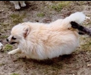 Pomeranian Puppy for sale in HUBERT, NC, USA