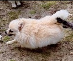 Small Pomeranian