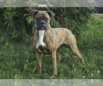 Small Photo #1 Boxer Puppy For Sale in SHIPSHEWANA, IN, USA