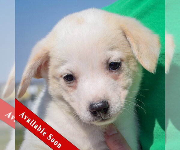 Medium Photo #1 Chihuahua-Unknown Mix Puppy For Sale in Huntley, IL, USA