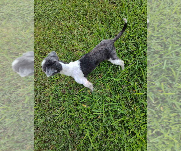 Medium Photo #5 Shih Tzu-Unknown Mix Puppy For Sale in New York, NY, USA