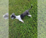 Small #4 Shih Tzu Mix