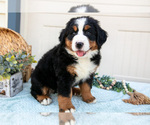 Small Photo #18 Bernese Mountain Dog Puppy For Sale in BIRD IN HAND, PA, USA