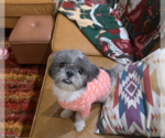 Small #5 Shih Tzu
