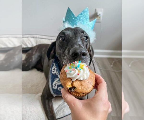 Medium Photo #22 Plott Hound-Weimaraner Mix Puppy For Sale in Rockaway, NJ, USA