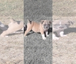 Small Photo #5 American Bully Puppy For Sale in MARTELL, NE, USA
