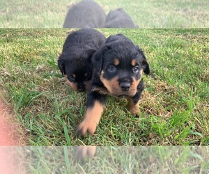 Rottweiler Dog for Adoption in MOORE, Oklahoma USA