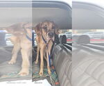 Small #5 Great Dane
