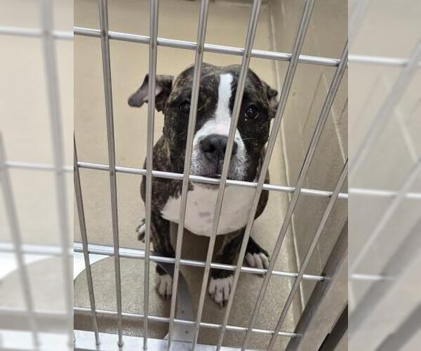 Medium Photo #1 American Pit Bull Terrier-Unknown Mix Puppy For Sale in Decatur, IL, USA
