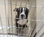 Small American Pit Bull Terrier Mix