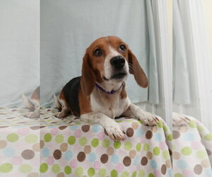 Pixie *Available Soon* - Female Beagle Dog for Adoption - Photo #7