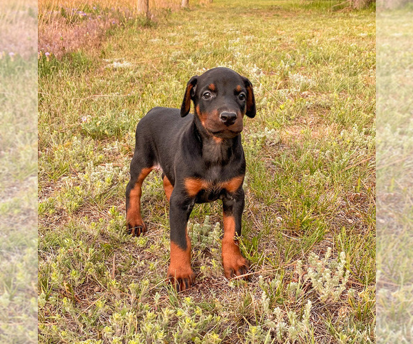 Medium Photo #17 Doberman Pinscher Puppy For Sale in CHEYENNE, WY, USA