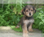 Image preview for Ad Listing. Nickname: Moose