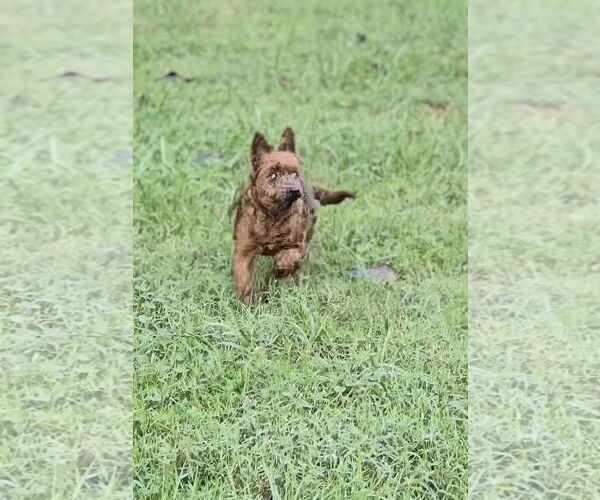 Medium Photo #1 Mutt Puppy For Sale in Maryville, TN, USA