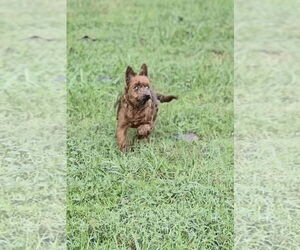 Mutt Dogs for adoption in Maryville, TN, USA