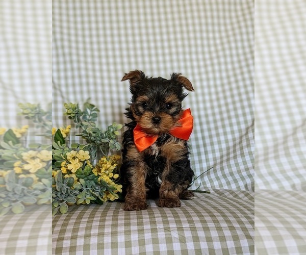 Medium Photo #3 Yorkshire Terrier Puppy For Sale in NEW PROVIDENCE, PA, USA