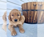 Small #3 Golden Retriever