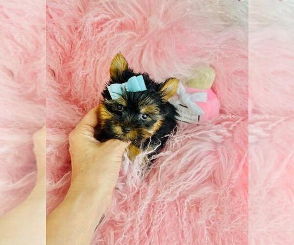 Medium Photo #7 Yorkshire Terrier Puppy For Sale in TAMPA, FL, USA