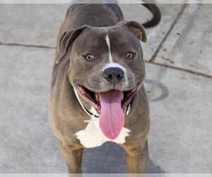 American Pit Bull Terrier Dogs for adoption in Martinez, CA, USA