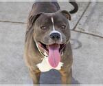 Small American Pit Bull Terrier