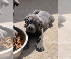 Cane Corso Puppy for sale in GREELEY, CO, USA