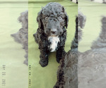 Small Photo #18 Goldendoodle Puppy For Sale in LOTHIAN, MD, USA